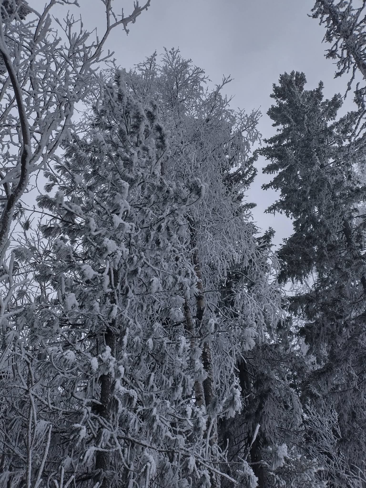 frosty trees