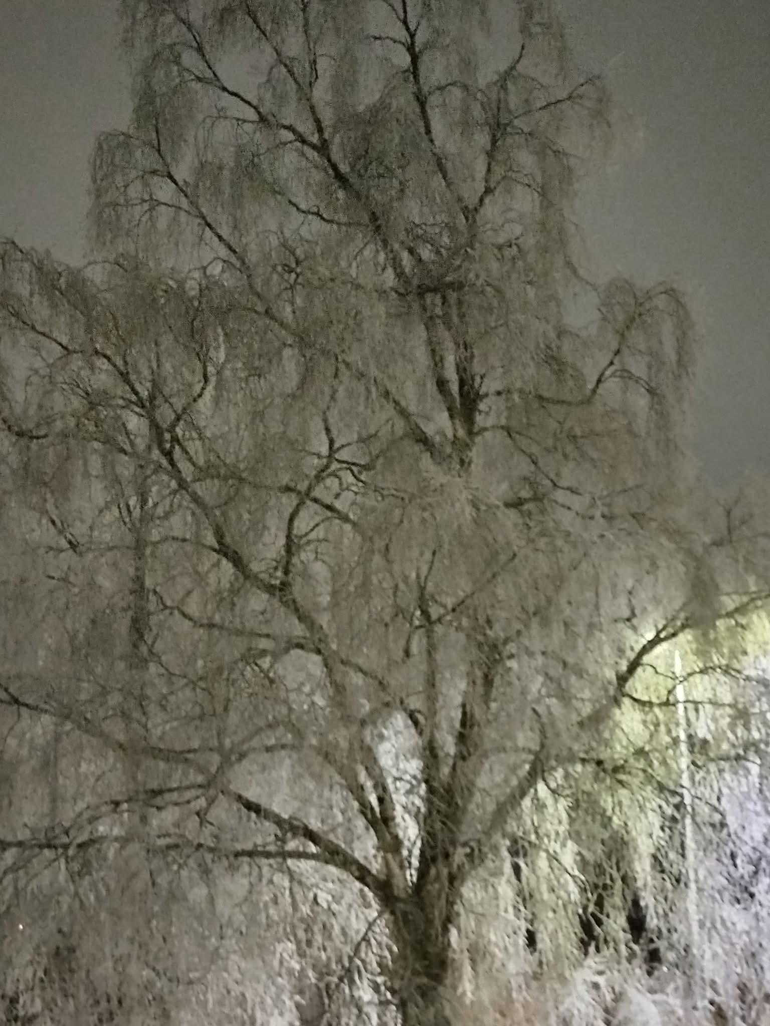 clouds and icy tree